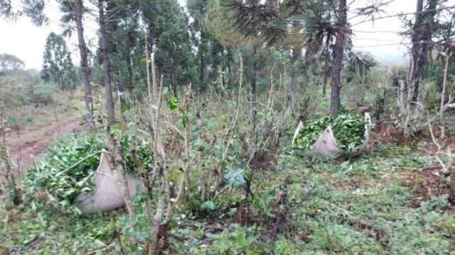 Productores de yerba de Comandante Andresito denuncian robos en sus plantaciones.