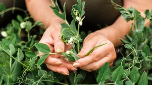 Moringa oleifera. La planta que desintoxica hígado e intestino: cómo usarla bien para aprovechar todos sus beneficios. (Freepik)