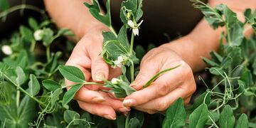 Moringa oleifera. La planta que desintoxica hígado e intestino: cómo usarla bien para aprovechar todos sus beneficios. (Freepik)
