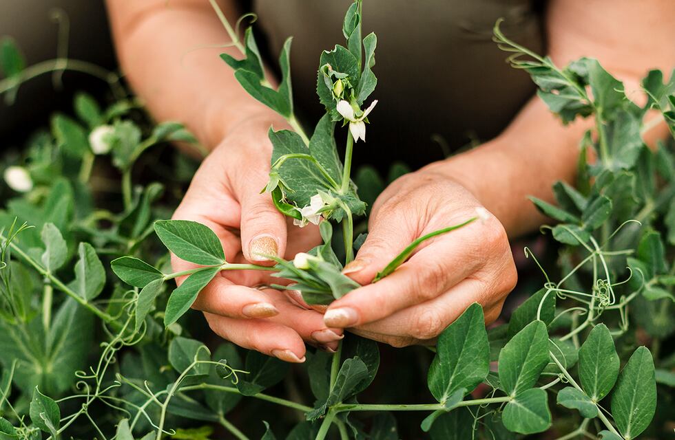 Charla y experiencia performática sobre plantas y naturaleza