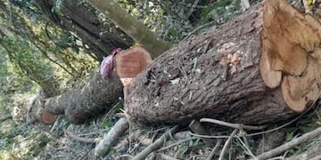 Detectaron desmonte de madera nativa en una reserva en El Soberbio.