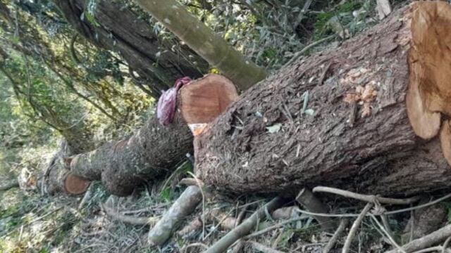 Detectaron desmonte de madera nativa en una reserva en El Soberbio.