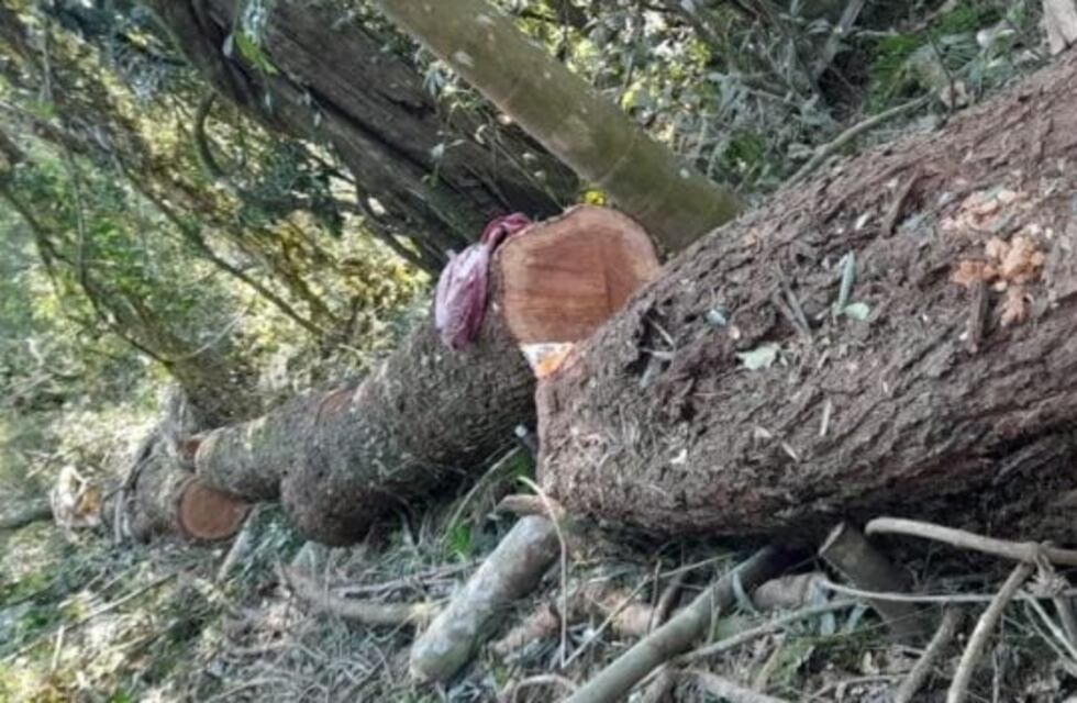 Detectaron desmonte de madera nativa en una reserva en El Soberbio