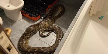 Apareció una pitón en un baño de un hotel de Villa de Merlo.