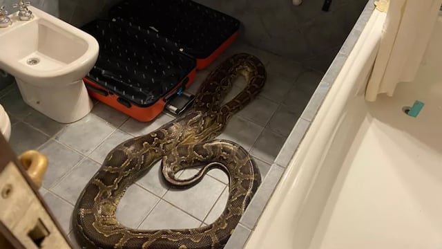 Apareció una pitón en un baño de un hotel de Villa de Merlo.