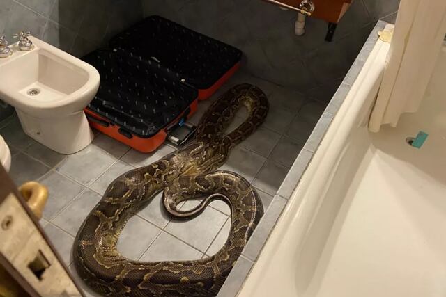 Apareció una pitón en un baño de un hotel de Villa de Merlo.