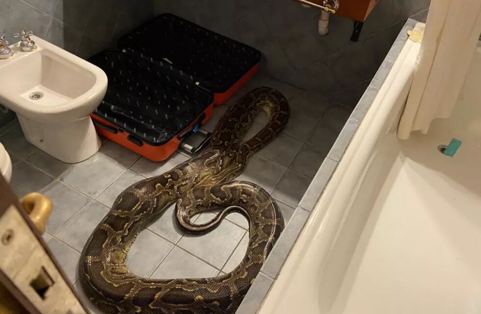 Hallaron una pitón en el baño de un hotel de Merlo e investigan a un hombre por tráfico de fauna