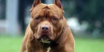 Un hombre fue herido por un pitbull en el barrio Villa Alta de Puerto Iguazú.