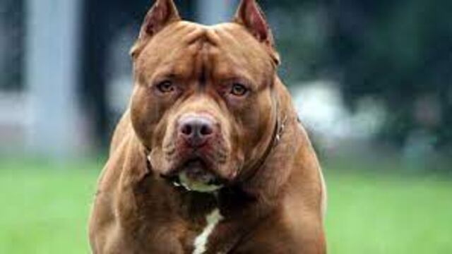 Un hombre fue herido por un pitbull en el barrio Villa Alta de Puerto Iguazú.