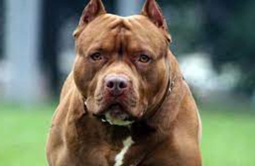 Un hombre fue herido por un pitbull en el barrio Villa Alta de Puerto Iguazú