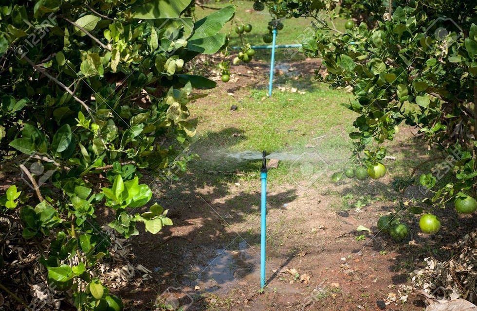 El riego impacta en la producción del Limón en Tucumán