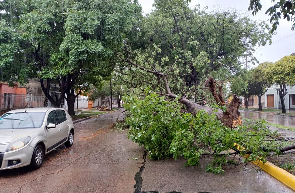 Caídas de techos, árboles y cortes de luz: los rastros del intenso temporal en Córdoba
