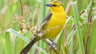 El tordo amarillo, el ave que se encuentra en peligro de extinción en Corrientes.