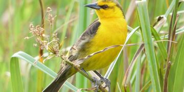 El tordo amarillo, el ave que se encuentra en peligro de extinción en Corrientes.
