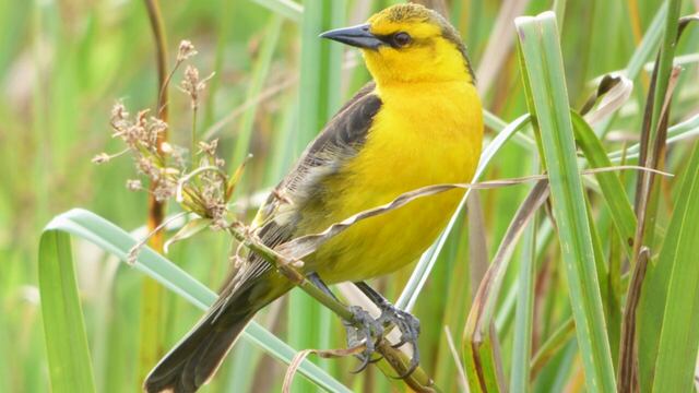 El tordo amarillo, el ave que se encuentra en peligro de extinción en Corrientes.