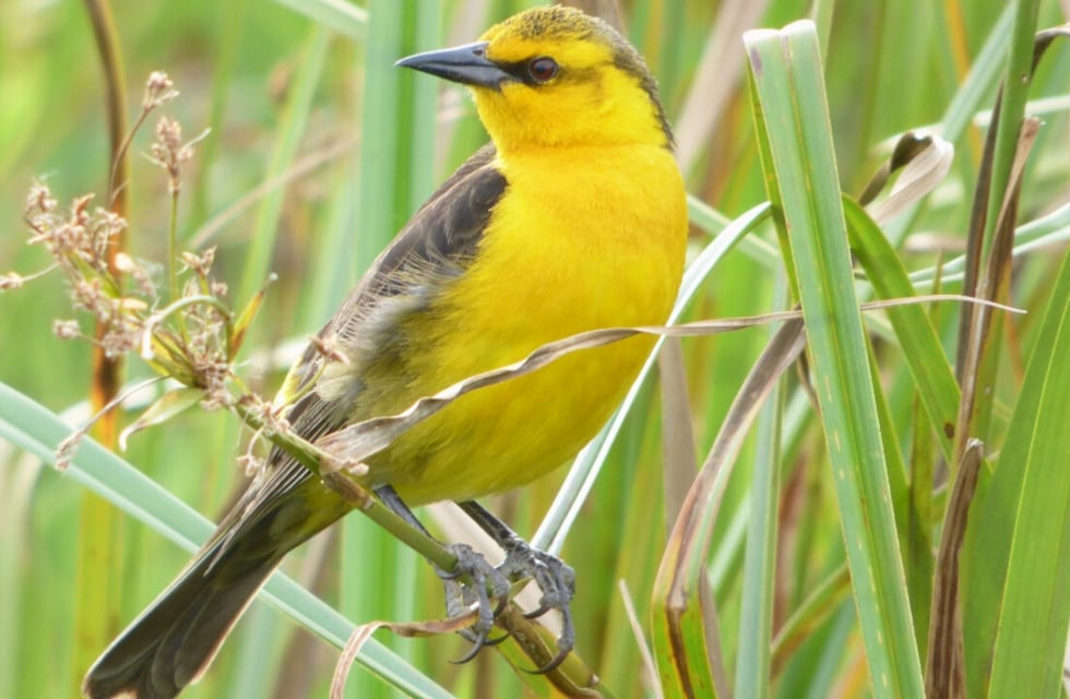 Fe correntina: voluntarios del proyecto Tordo Amarillo protegen a más de 90 nidos de la especie en peligro de extinción