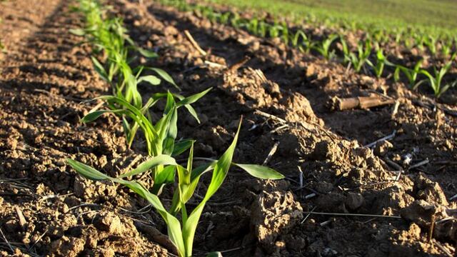 Cultivos de cobertura
