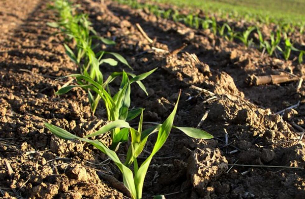 ¿Probaste cultivos de cobertura?