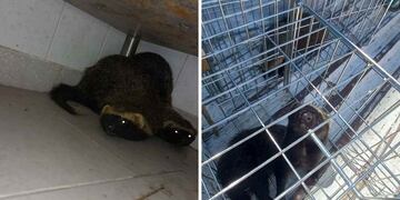 Los hurones fueron rescatados y devueltos a su hábitat natural.