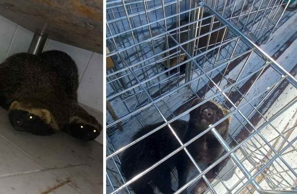 Rescatan a una parejita de hurones en la sala de máquinas de un Shopping de Santa Fe