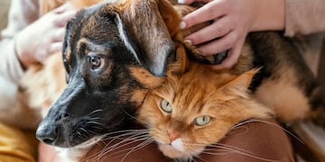 Cómo cuidar a perros y gatos de las picaduras de mosquitos. / WEB