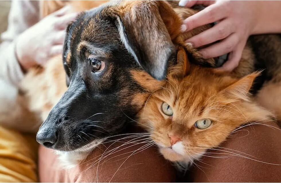 Doble jornada de castraciones, vacunación, asesoramiento y atención primaria de mascotas en Tres Arroyos