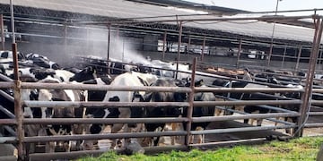 El establecimiento destina el 90% de la producción al mercado internacional. (José Onesimo Migueles)