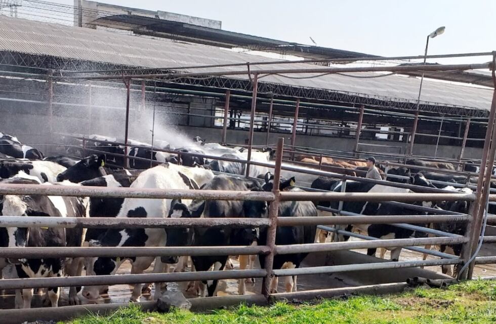 Suspenden a 500 trabajadores en Casilda por el cierre de exportaciones de carne