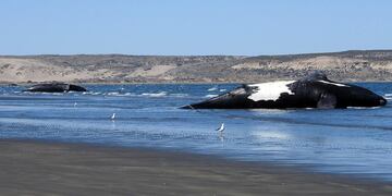 Los cadáveres de las ballenas avistadas. Foto: Instituto de Conservación de Ballenas.