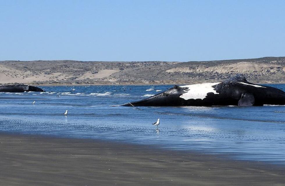 La Península de Valdés ya sumó 18 ballenas muertas en las costas