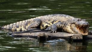 Vacaciones de verano: las 4 playas mexicanas habitadas por cocodrilos en las que deberás tener precaución.