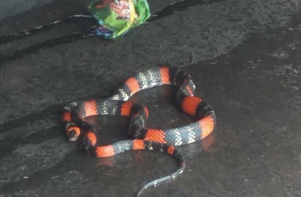 Insólito: apareció una “falsa coral” en el centro de Posadas