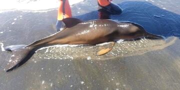 Rescataron a un delfín en Río Negro luego de asistirlo por horas.