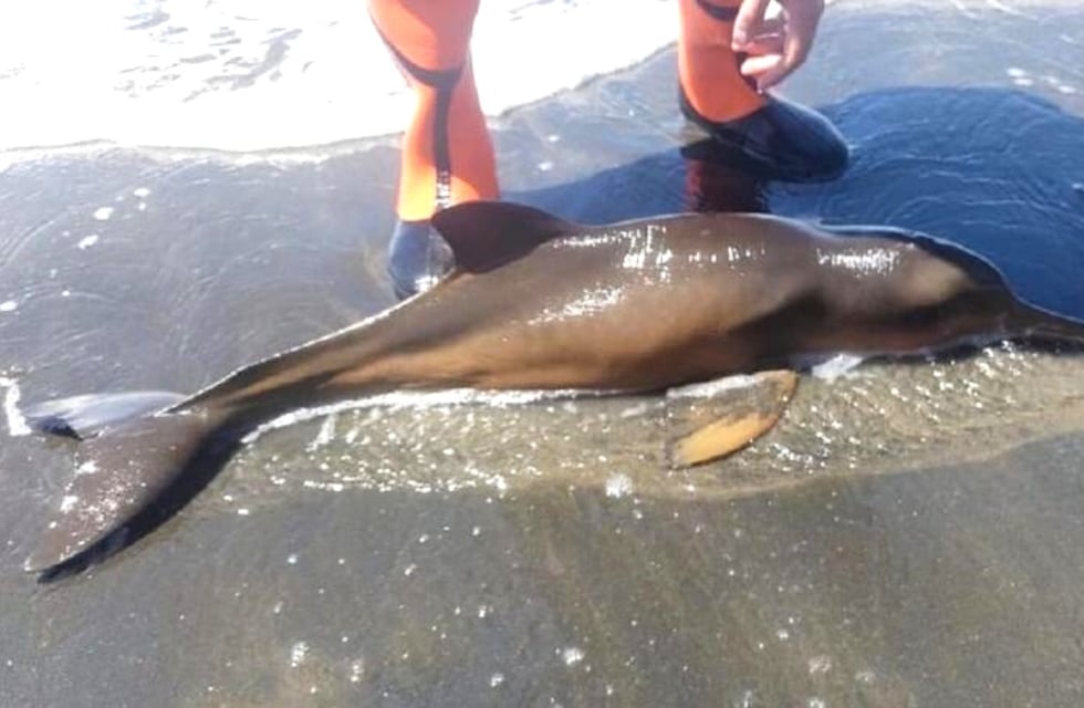 Rescate en Río Negro: así salvaron a un delfín que se encuentra en estado de conservación