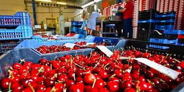 Este año la venta de cerezas a China se incrementó sustancialmente. Durante la presenta temporada se exportaron 190 toneladas. Gentileza Gobierno de Mendoza