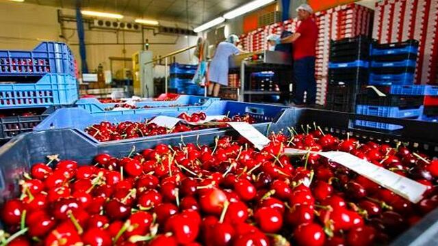 Este año la venta de cerezas a China se incrementó sustancialmente. Durante la presenta temporada se exportaron 190 toneladas. Gentileza Gobierno de Mendoza