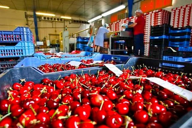 Este año la venta de cerezas a China se incrementó sustancialmente. Durante la presenta temporada se exportaron 190 toneladas.