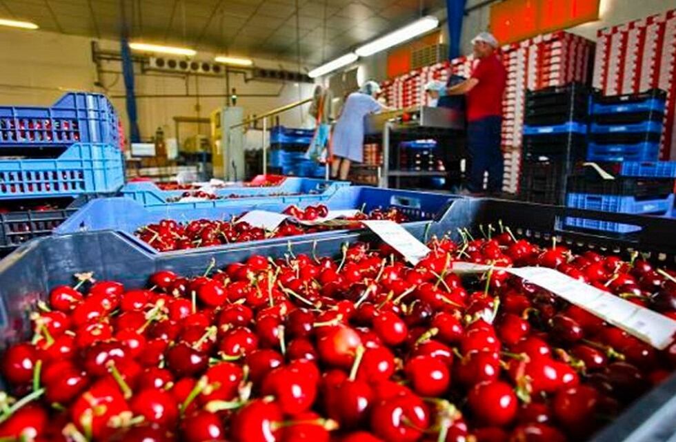 Se exportaron a China 190 toneladas de cerezas mendocinas