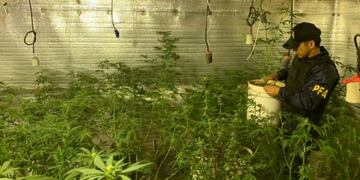 Hallaron 400 plantas de marihuana en un cultivo de interior de Rosario.