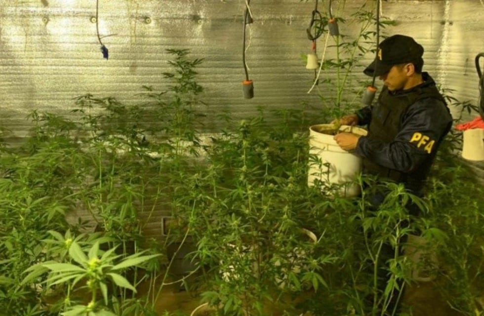 Tras meses de investigación, la Policía Federal halló 400 plantas de marihuana en un “indoor” de Rosario