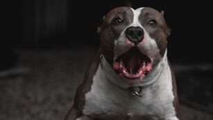 La mascota pertenece a la familia de la nena