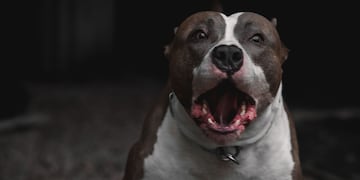 La mascota pertenece a la familia de la nena