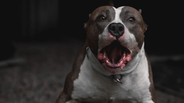 Un pitbull atacó a un ladrón en Córdoba.