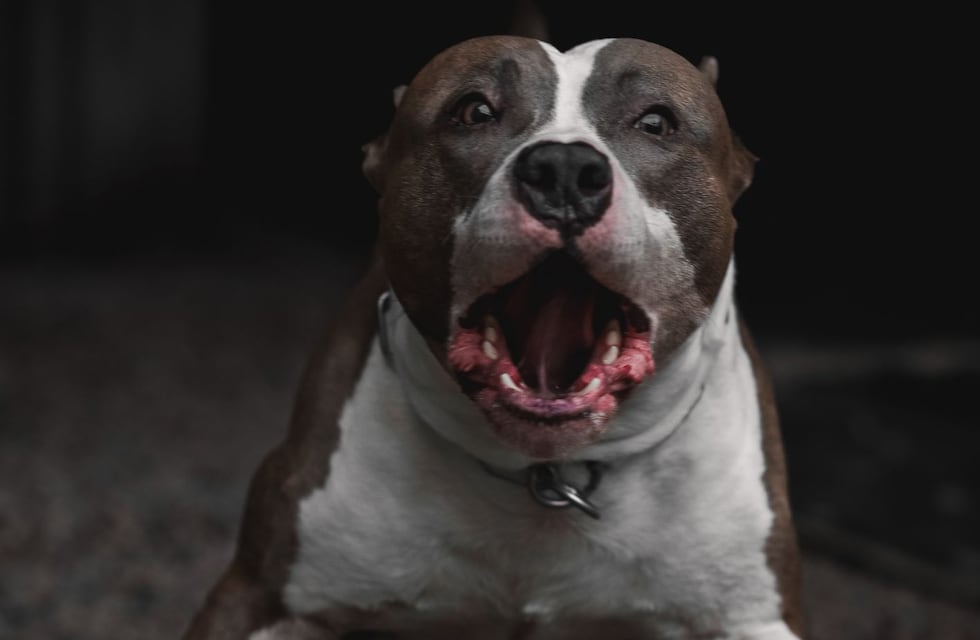 En Córdoba: entró a robar, lo atacó un pitbull y terminó en un hospital