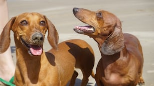 Se realizó un encuentro de perros salchichas en Córdoba.