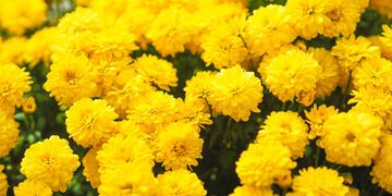 Cuál es el significado de regalar flores amarillas. (Unspash)