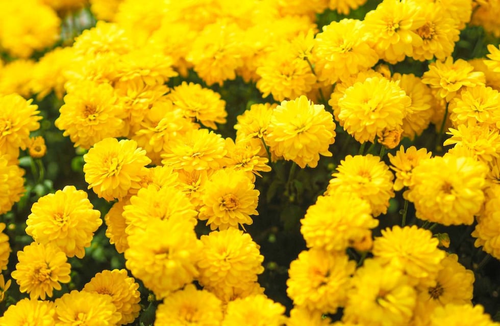 Por qué se regalan flores amarillas cada 21 de septiembre en Argentina y cuál es su significado