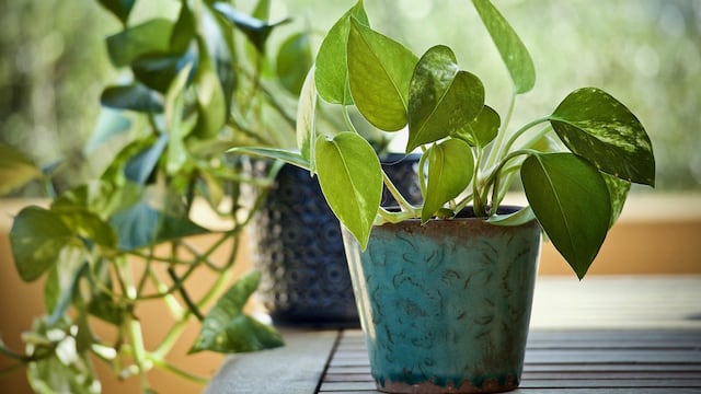 El potus es la planta resistente ideal para quienes inician en la jardinería y olvidan regar sus macetas.