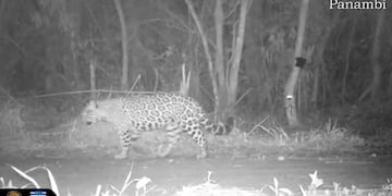 Puerto Iguazú: captan a “Panambí” paseando por una zona de malezas.