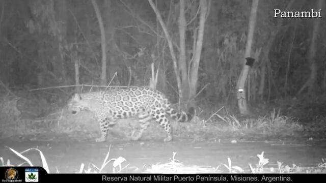 Puerto Iguazú: captan a “Panambí” paseando por una zona de malezas.